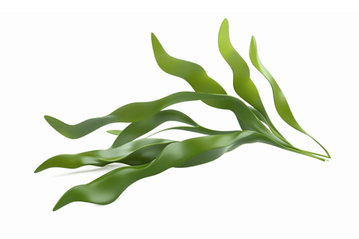 Green Seaweed Algae Plant Design for Aquatic Decor and Marine Life Themes png