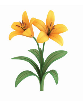 Vibrant Yellow Lily Flowers with Green Leaves on Transparent Background png