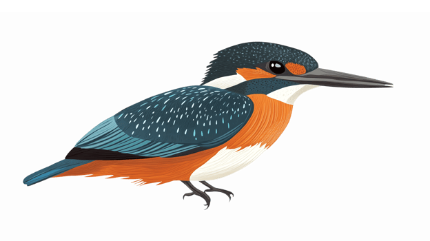 Colorful Kingfisher Bird Illustration with Detailed Features and Transparent Background png