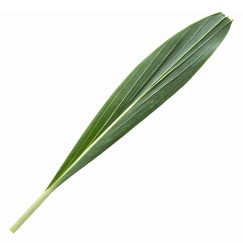 Long Green Tropical Leaf Isolated on Transparent Background for Nature and Decoration Usage png