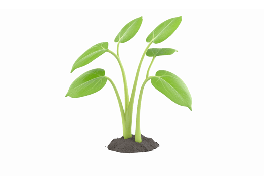 Green Seedling Plant with Multiple Leaves for Gardening and Nature Illustrations png