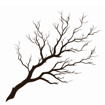 Elegant Tree Branch with Blossoms on Transparent Background for Nature Inspired Designs png