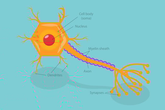 3D Isometric Flat Conceptual Illustration of Neurotransmitter Release Mechanism, Nervous System Electric Signal Communication Structure vector