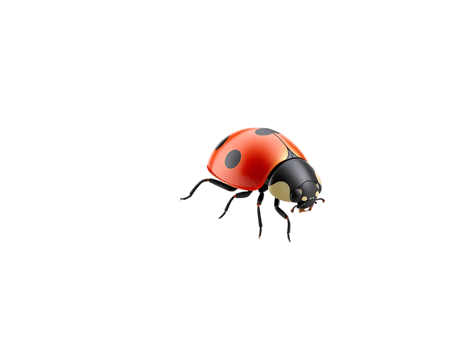 Close-up of a vibrant red ladybug with black spots png