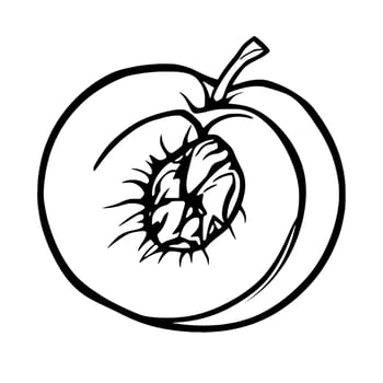 Halved Peach Illustration A Detailed Line Drawing vector
