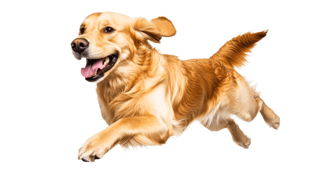 Energetic Golden Retriever Runs with Joy, cut out transparent png
