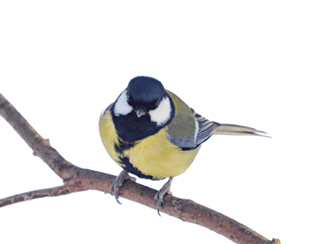 great tit isolated on transparent background. Parus major or Great Tit sitting on a branch and looking at camera, clipping path. Cute bird Great tit, songbird sitting on branch without leaves png