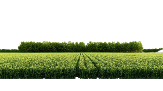 Field with the ripe harvest and forest in the background, cut out transparent png