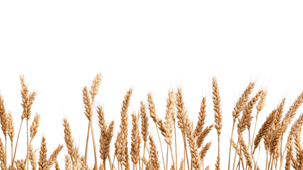 Ripe golden wheat grain field crop, close up detail isolated, cut out transparent png