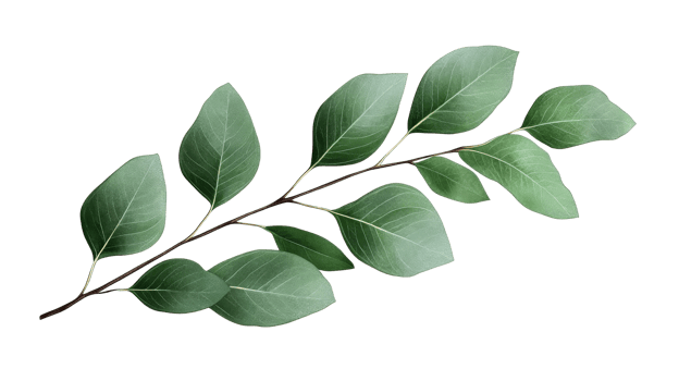 Branch with green leaves foliage, freshness, isolated, cut out transparent png