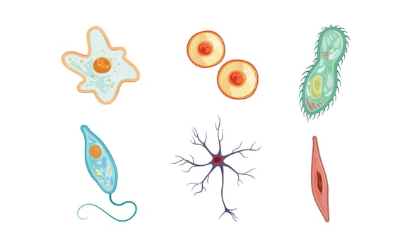 Different Types of Cells Collection, Human Anatomy Infografic Elements Illustration vector