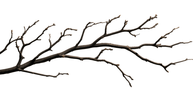 Leafless bare branch, winter tree twig detail, against black background, cut out transparent png