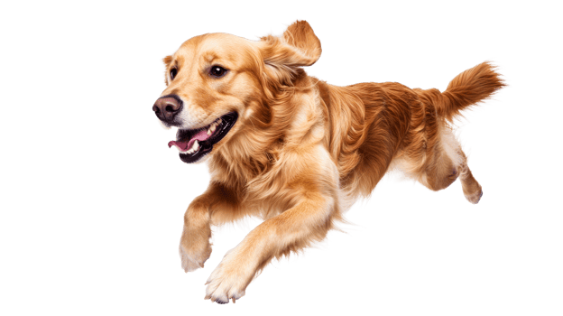 Golden retriever running, playing energetic, happy dog, cut out transparent png