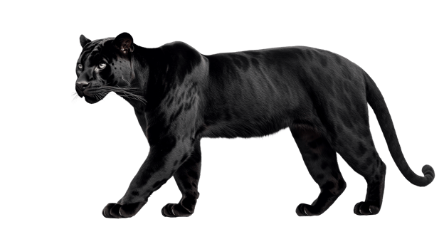 Majestic black panther prowls stealthily, wildlife predator feline, cut out transparent png