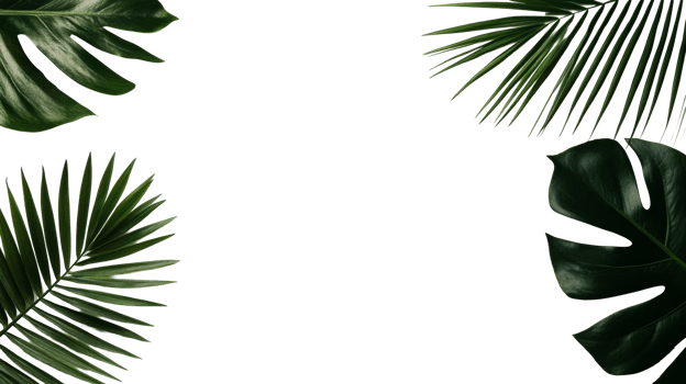 Tropical leaves background with copy space, isolated, cut out transparent png