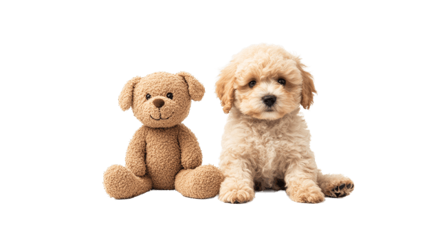 Cute puppy with teddy bear sitting, isolated on black background, cut out transparent png