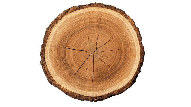 Circular Wood Cut, Tree Rings Texture, Brown Bark Texture, cut out transparent png