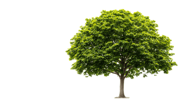Tree with lush green leaves, isolated on black background, cut out transparent png