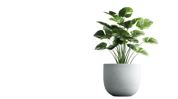 Plant in pot against black background for decoration, cut out transparent png