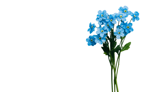 Bunch of blue flowers with yellow center, blossoming fresh plants, cut out transparent png