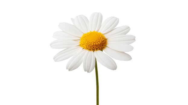 Daisy flower with yellow center and white petals, cut out transparent png