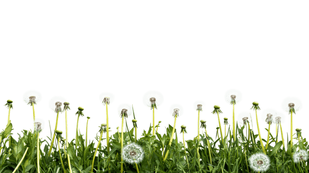 Fluffy dandelions with green stems, seeds, meadow, plants, cut out transparent png