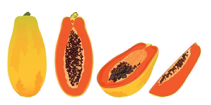 Papaya slice set. Hand drawn tropical fruit. vector