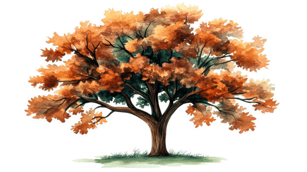 Autumn tree in watercolor technique. Fall foliage, cut out transparent png
