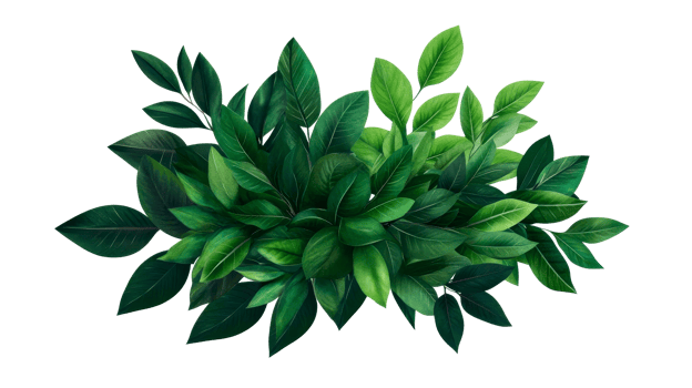 Lush greenery bush with vibrant leaves on dark background, cut out transparent png