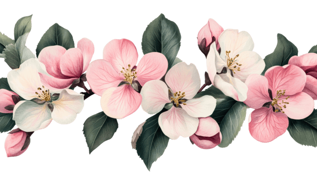 Delicate pink and white apple blossom blooms, cut out transparent png