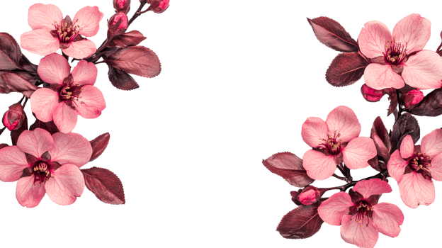 Blossom frame with beautiful flowering branches, isolated background, cut out transparent png