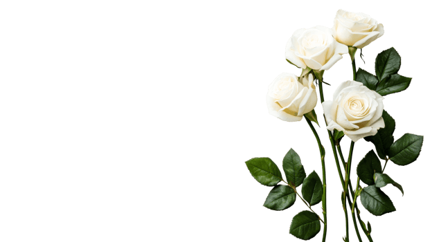 Delicate white roses in full bloom on black backdrop, cut out transparent png