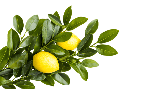 Two lemons on a branch with leaves, isolated, cut out transparent png