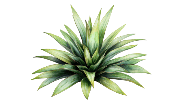 Agave plant illustration, intricate details, green, cut out transparent png