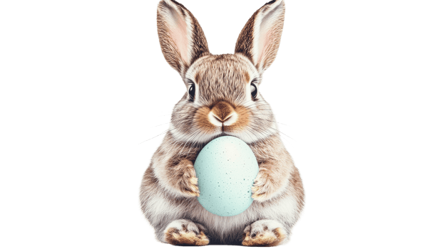 Cute bunny holding a decorated egg, light blue, speckled, cut out transparent png
