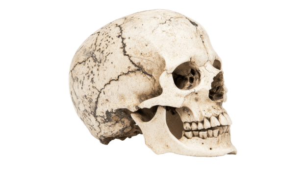 Human Skull in Profile, Anatomical Detail, Medical Illustration, cut out transparent png