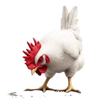 A 3D chicken with a bright red comb pecking at the ground in natural pose, isolated background png