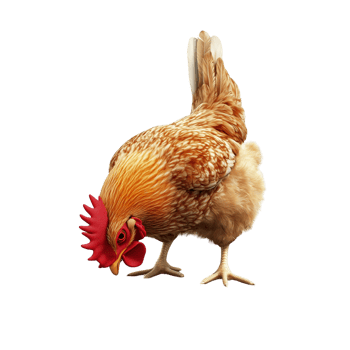 A 3D chicken with a bright red comb pecking at the ground, isolated on transparent background png