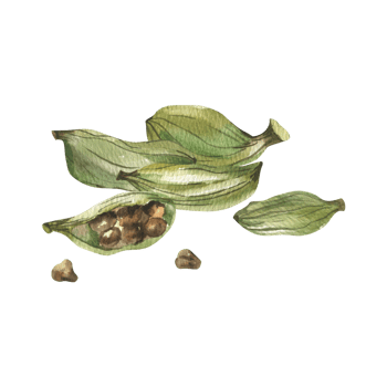 Cardamom green pods pile watercolor illustration. Hand drawn Indian spice botanical clipart, cooking and sauce ingredient. Aromatic edible herbal spice for packing,label ,menu design png