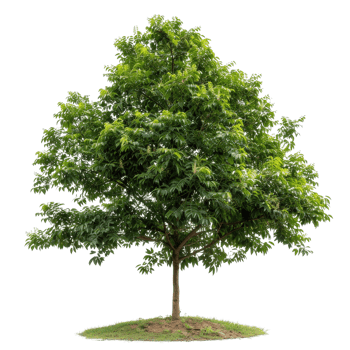 Lush Green Tree with Dense Foliage and Round Canopy Isolated on a White Background png
