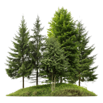 Lush Green Forest with Various Types of Trees Surrounded by Grass and Natural Beauty png