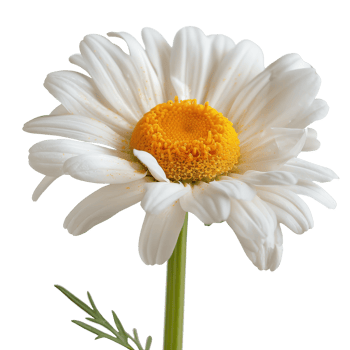 Beautiful white daisy flower with yellow center and green stem isolated . png