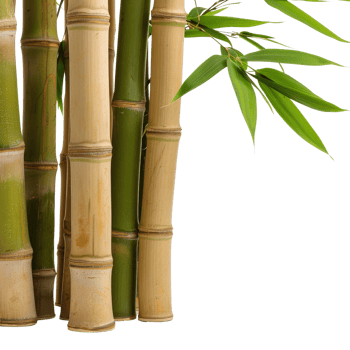 Lush Green Bamboo Stalks in a Tranquil Natural Setting for Serene Environment Themes png