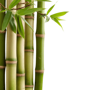 Green Bamboo Stalks with Fresh Leaves on a White Background for Natural and Tranquil Settings png