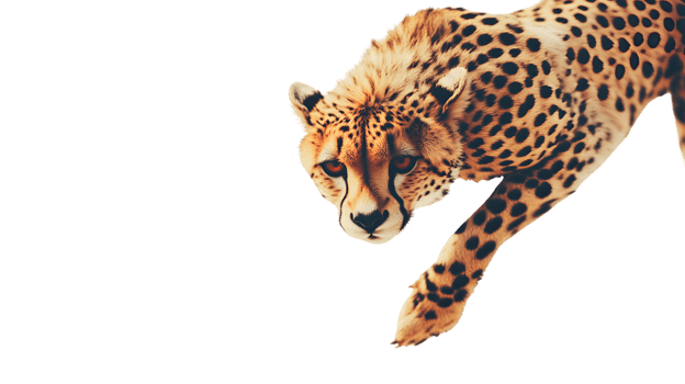A majestic spotted feline in motion showcasing its agility and grace against a stark backgrou png