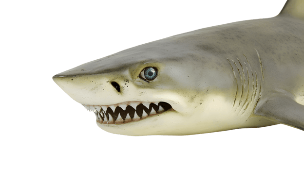 Detailed CloseUp of a Predatory Marine Creature with Sharp Teeth and Intense Eyes for Wildlife png