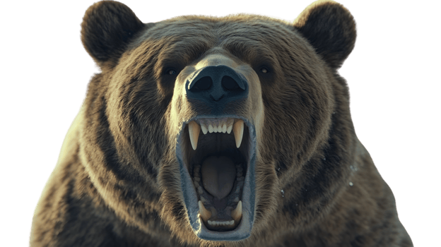 Grizzly Bear Roaring CloseUp Wildlife Photography Nature Image Animal Portrait png