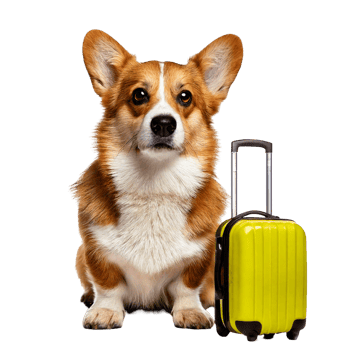 A corgi sitting next to a tiny rolling suitcase png