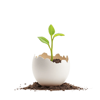 A young plant sprouting from an egg shell on a black background png