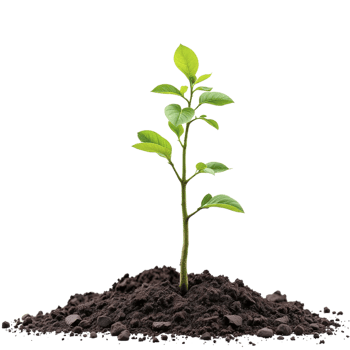 A small plant growing in the dirt on a black background png